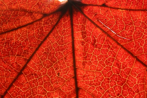 赤い葉のテクスチャ — ストック写真