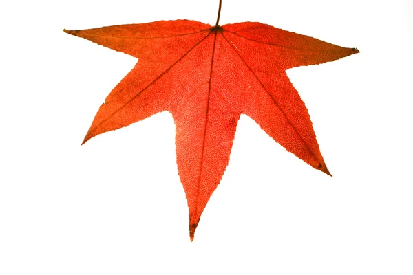 Hoja roja de otoño — Foto de Stock