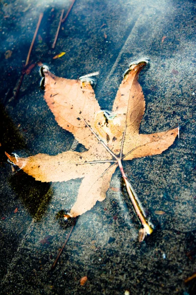 stock image Yellow Autumn Leaf in a Puddle