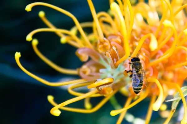 黄色なグレビレア花に蜂 ストックフォト