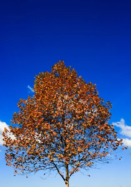 赤 sutumn 葉のある木 ロイヤリティフリーのストック画像