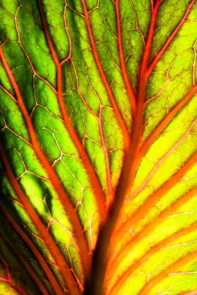鮮やかな色の抽象的な葉のテクスチャー — ストック写真