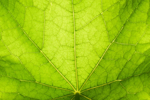 Texture fogliare verde — Foto Stock