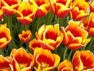 Red-yellow tulips clipart