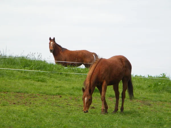 2 つの茶色の馬 — ストック写真