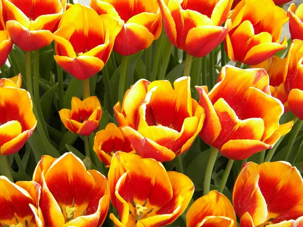 Tulipani rosso-gialli — Foto Stock