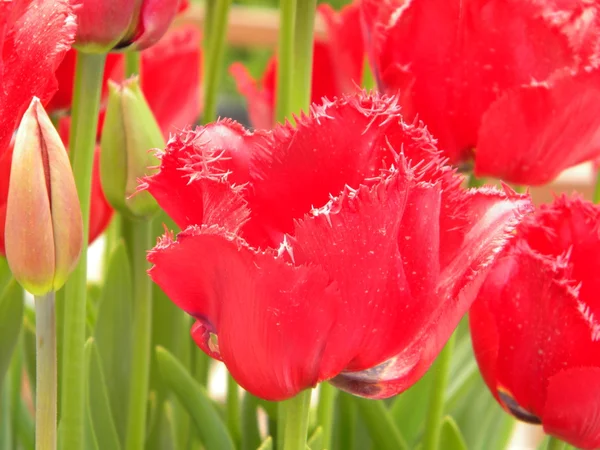 Röda tulpaner med knoppar — Stockfoto