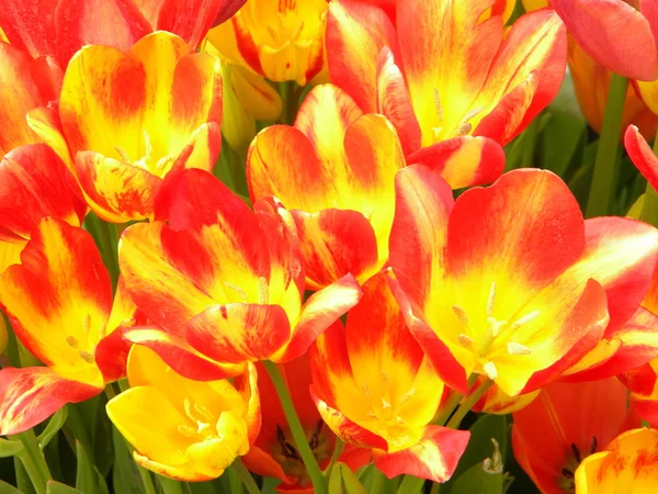 Tulipanes rojo-amarillos —  Fotos de Stock