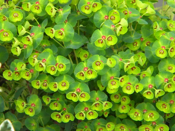 绿色美丽植物 — 图库照片