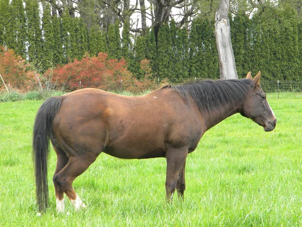 茶色の馬 — ストック写真