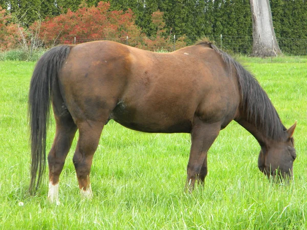 牧草地に馬 — ストック写真