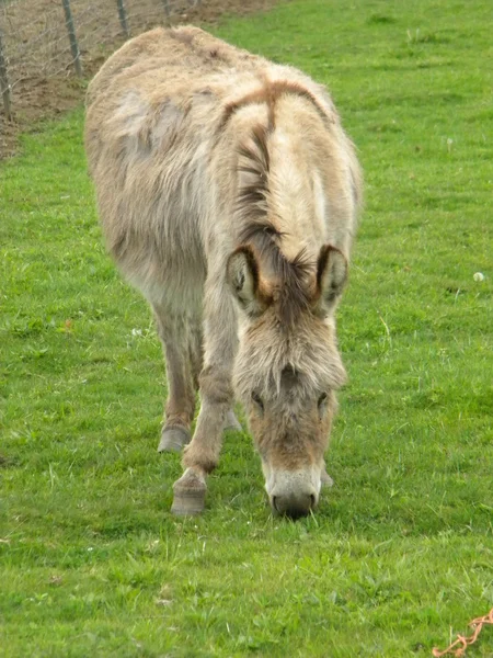 stock image Single donkey