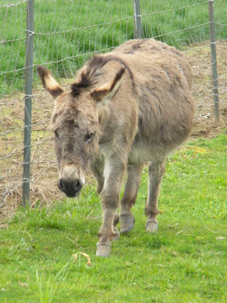 Stock image Gray donkey