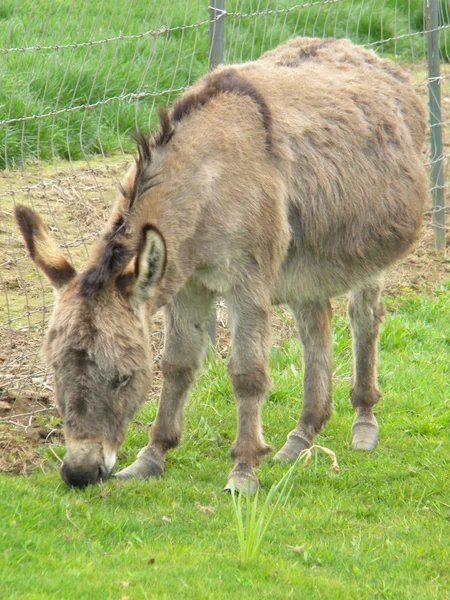 stock image Gray donkey