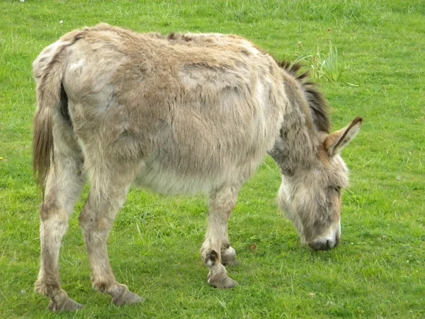 stock image Donkey