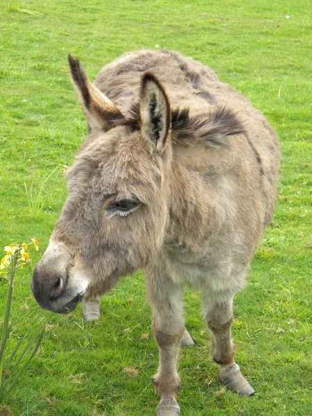 stock image Donkey