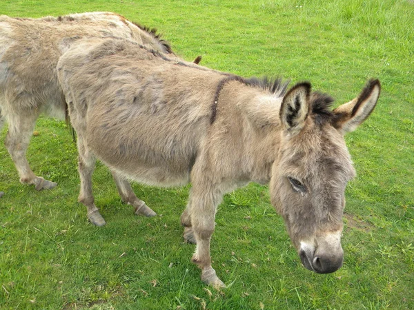 stock image Donkey posing