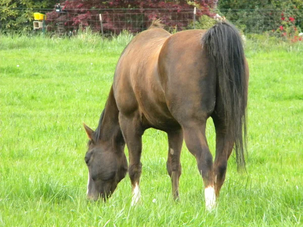 Kuda keluar di padang rumput, makan . — Stok Foto