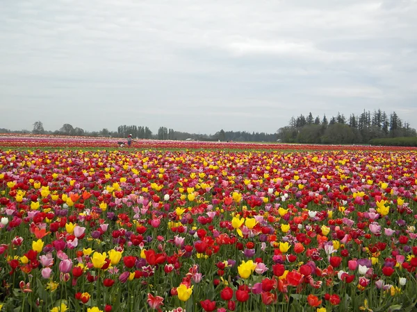 Gebied van tulpen — Stockfoto