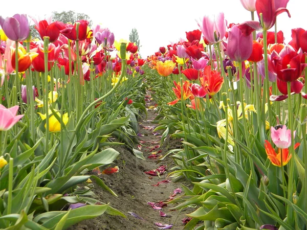 Linhas de tulipas — Fotografia de Stock