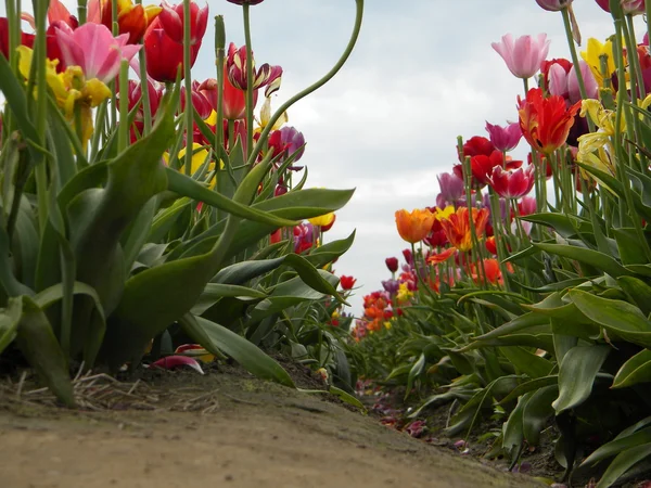 Filas de tulipanes —  Fotos de Stock