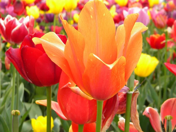 Laranja e tulipas vermelhas — Fotografia de Stock