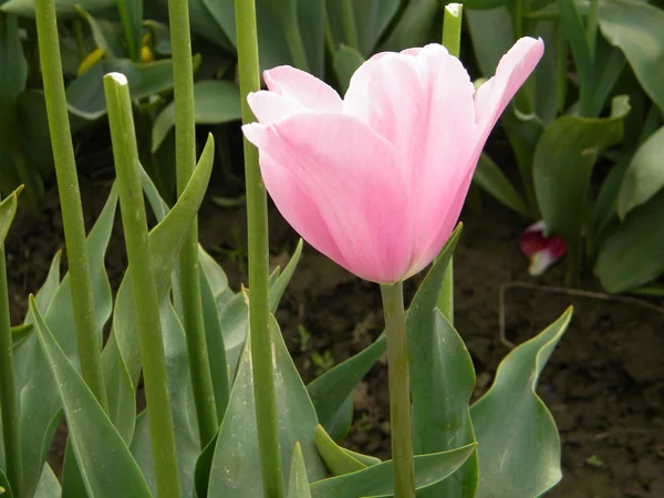 Tulipán rosa único — Foto de Stock