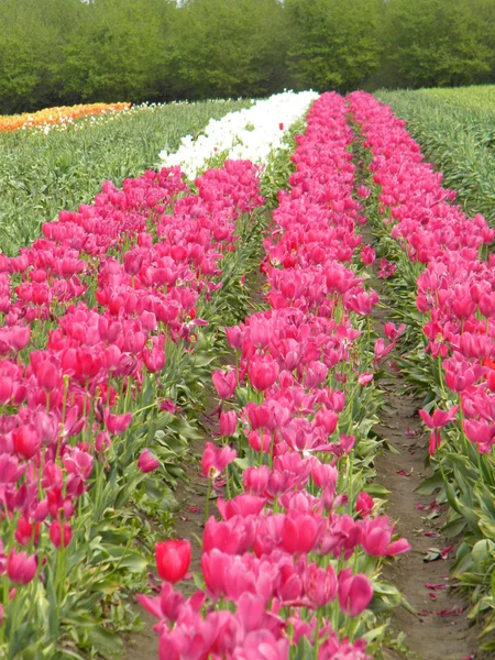 Ряды тюльпанов — стоковое фото