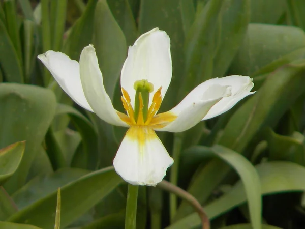 Tulipán blanco descartado — Foto de Stock
