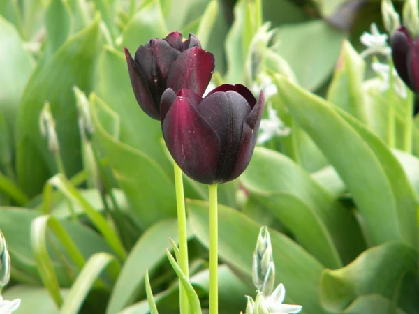 Lilas tulipanes — Foto de Stock