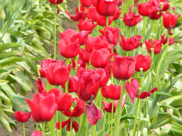 Campo tulipani rossi — Foto Stock
