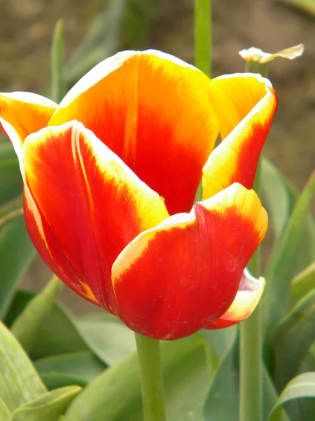 Красно-жёлтый тюльпан — стоковое фото