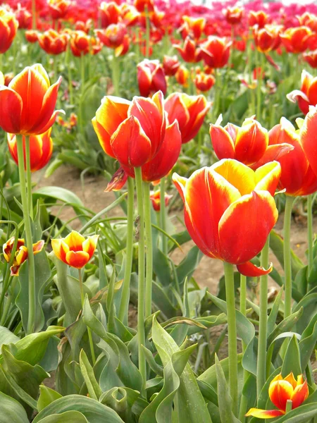 Красно-желтые тюльпаны — стоковое фото