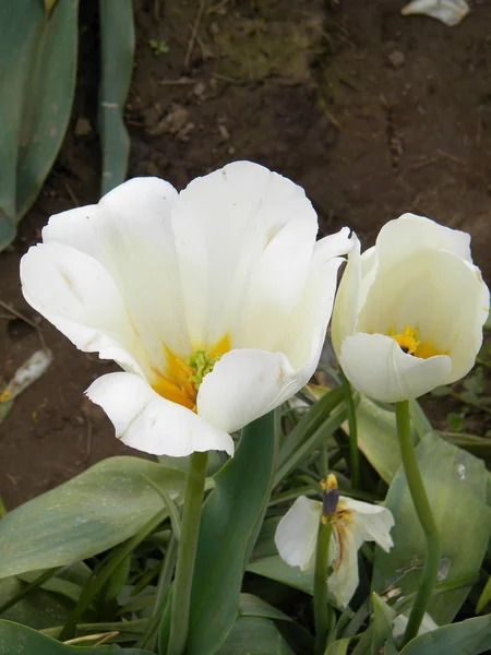 Tulipes blanches — Photo