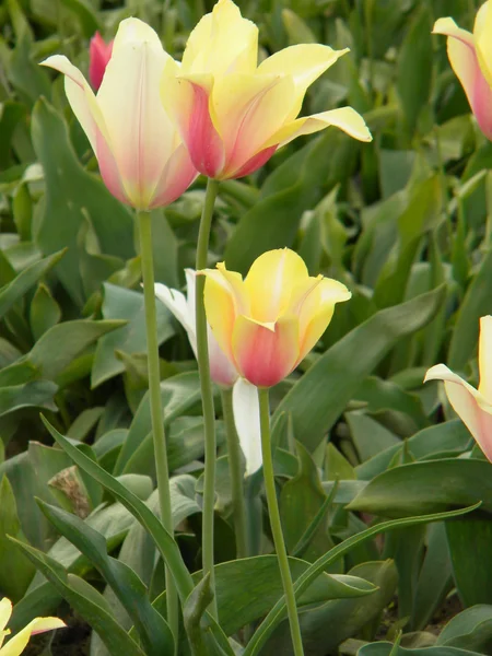 Festival da tulipa — Fotografia de Stock