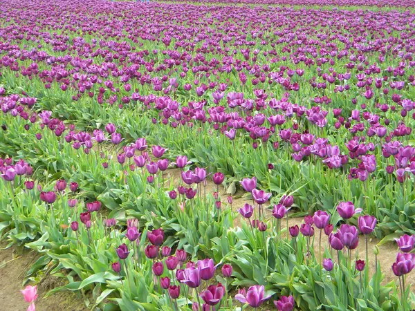Campo di tulipani — Foto Stock