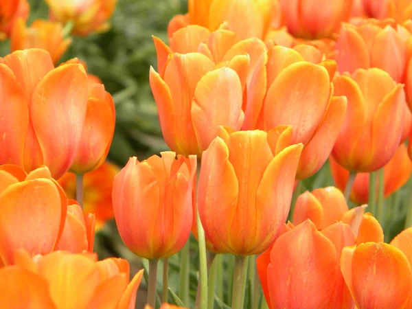 Festival da tulipa — Fotografia de Stock