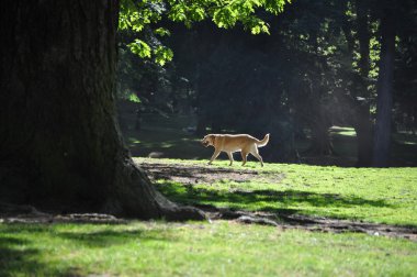 Köpek bir park