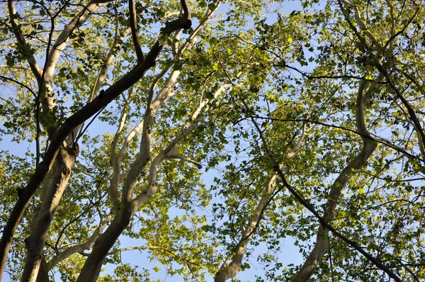 stock image Tree's crown