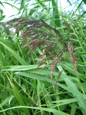 Reed yaprakları gökyüzüne karşı