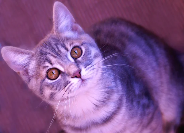 Kucing Inggris — Stok Foto