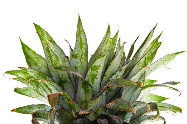 A pineapple head — Stock Photo, Image