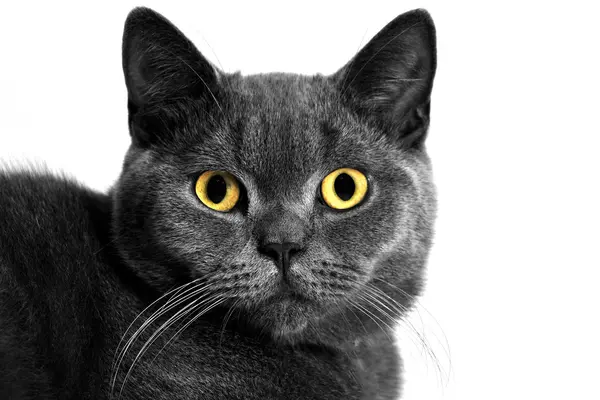 Britannico gatto capelli corti — Foto Stock