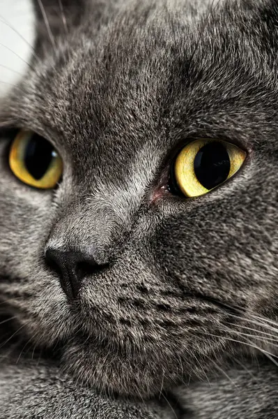 イギリスの短毛猫 — ストック写真