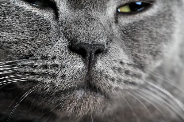 영국짧은 머리 고양이 — 스톡 사진