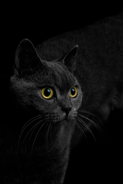 British Short hair cat — Stock Photo, Image