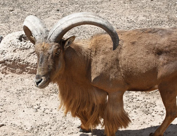 stock image Mountain goats