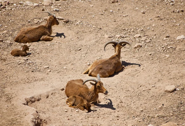 Mountain goats — Stock Photo, Image