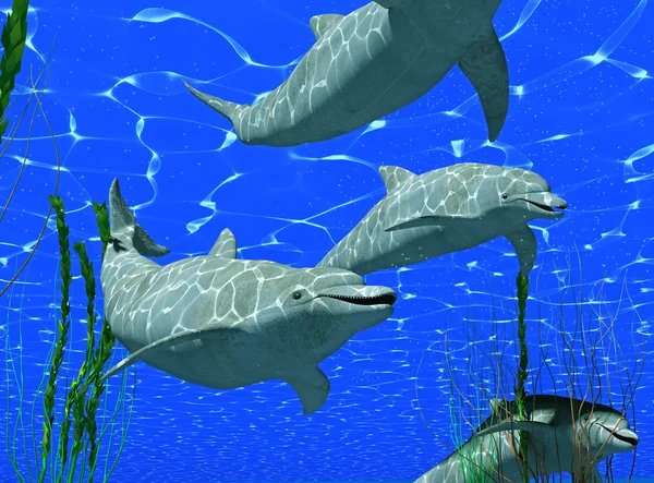Golfinhos — Fotografia de Stock
