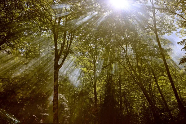 O raio de luz da floresta — Fotografia de Stock